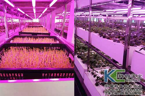 植物工廠,無(wú)土栽培