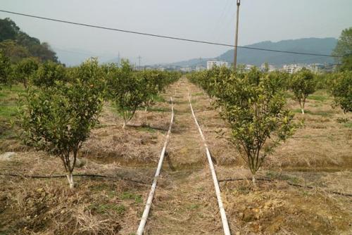 無土栽培,，無土栽培技術(shù),，無土栽培設備